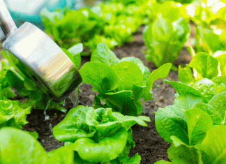 Feeding Plants The Natural Way: 9 Recipes Feeding Plants