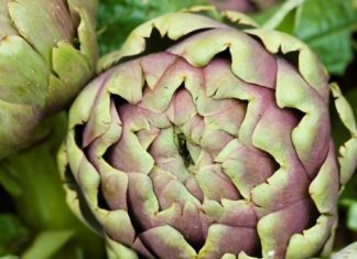Globe Artichoke: 3 Best Varieties To Chose Globe Artichoke