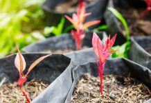 Grow Bags: 5 Big Pros And Cons Of Use For Garden Grow Bags