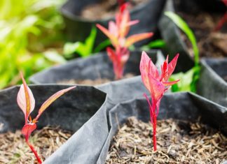 Grow Bags: 5 Big Pros And Cons Of Use For Garden Grow Bags