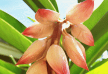 How To Grow Ginger: Easy 5 Steps To Grow It How To Grow Ginger