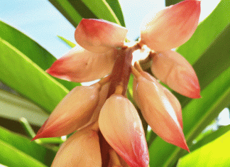 How To Grow Ginger: Easy 5 Steps To Grow It How To Grow Ginger