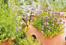 How To Start Herb Garden: 6 Best Herbs For Cooking How To Start Herb Garden