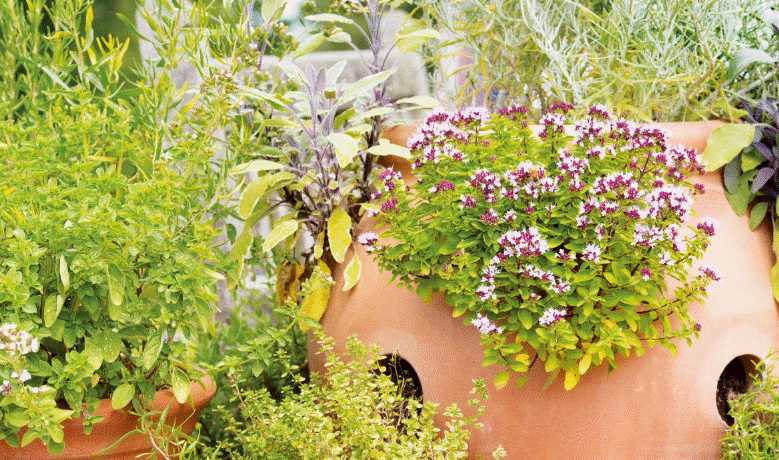 How To Start Herb Garden