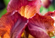 Japanese Iris – Useful Growing And Care Tips Japanese Iris