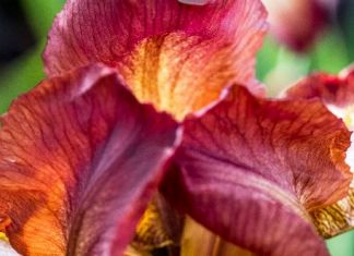 Japanese Iris – Useful Growing And Care Tips Japanese Iris