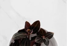 Jewel Orchid (Ludisia): Caring For Jewel Orchid Jewel Orchid - Ludisia