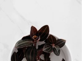 Jewel Orchid - Ludisia