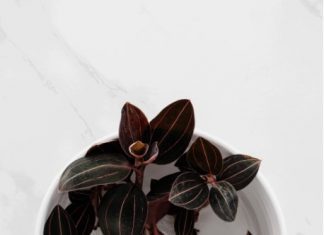 Jewel Orchid (Ludisia): Caring For Jewel Orchid Jewel Orchid - Ludisia