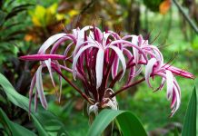 Lily Flowers: Grow Tips And 6 Common Types of Lilies Lilly Flowers