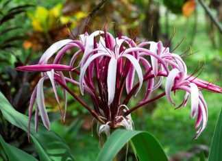 Lily Flowers: Grow Tips And 6 Common Types of Lilies Lilly Flowers
