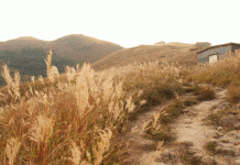 Miscanthus Sinensis: The Monarch Of Grasses Miscanthus sinensis