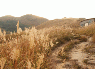 Miscanthus Sinensis: The Monarch Of Grasses Miscanthus sinensis