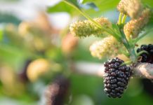 Mulberry Tree: History And 4 Health Benefits Mulberry Tree