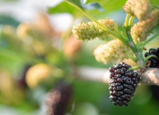 Mulberry Tree: History And 4 Health Benefits Mulberry Tree