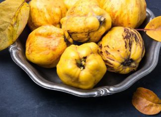 Quinces: How To Grow And 9 Key Steps To Success Quinces