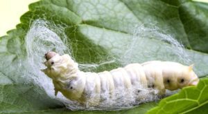 Silkworm on Mulberry leave