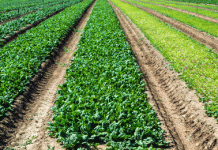 Spinach When To Plant And 12 Key Steps To Success Spinach