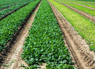 Spinach When To Plant And 12 Key Steps To Success Spinach