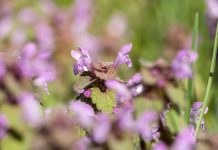 Spotted Deadnettle – Grow Tips And Care Of Lamium Spotted Deadnettle