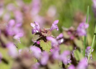 Spotted Deadnettle – Grow Tips And Care Of Lamium Spotted Deadnettle