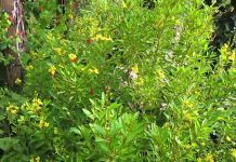 Thryallis Shrub – How to Grow Thryallis Shrubs Thryallis Shrub