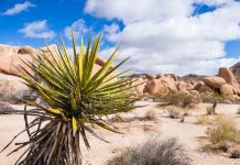 Types Of Yucca Plants And Yucca Plants Origins Types of Yucca Plants