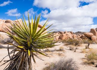 Types Of Yucca Plants And Yucca Plants Origins Types of Yucca Plants