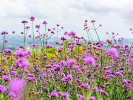 Verbena: 14 Species And Cultivars Of Verbena Verbena