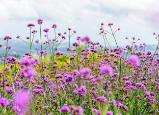 Verbena: 14 Species And Cultivars Of Verbena Verbena