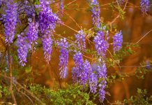 Wisteria Pruning in 5 Easy Steps With Photos Wisteria
