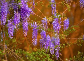 Wisteria Pruning in 5 Easy Steps With Photos Wisteria