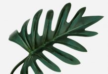 Xanadu Philodendron ‘Winterbourn’ Glorious Plants Xanadu Philodendron