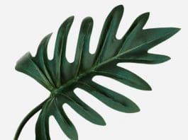 How to Care for Xanadu Philodendron: The Ultimate Indoor Guide (2026) Xanadu Philodendron