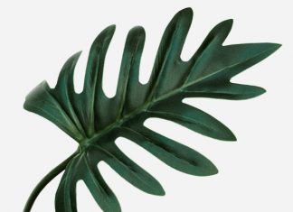 Xanadu Philodendron ‘Winterbourn’ Glorious Plants Xanadu Philodendron