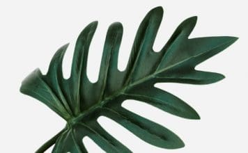 How to Care for Xanadu Philodendron: The Ultimate Indoor Guide (2026) Xanadu Philodendron