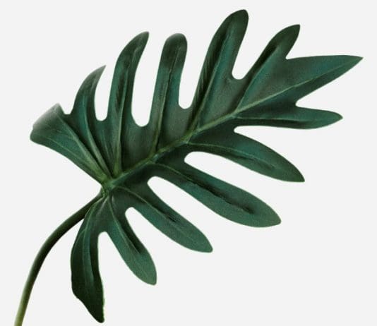 How to Care for Xanadu Philodendron: The Ultimate Indoor Guide (2026) Xanadu Philodendron