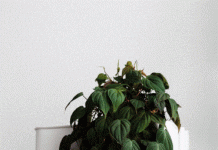 Philodendron Micans And Other Indoor Types philodendron micans