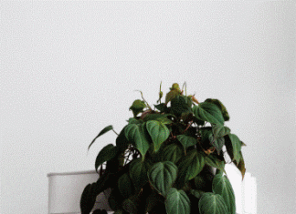 Philodendron Micans And Other Indoor Types philodendron micans