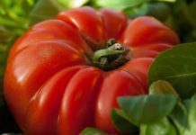 Beefmaster Tomato – How To Grow Big Ones Beefmaster Tomato