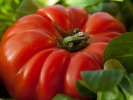 Beefmaster Tomato – How To Grow Big Ones Beefmaster Tomato