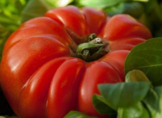 Beefmaster Tomato – How To Grow Big Ones Beefmaster Tomato