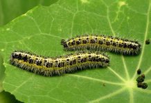 Caterpillars: What Plants Are Affected And Remedy Caterpillars