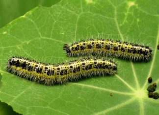 Caterpillars: What Plants Are Affected And Remedy Caterpillars