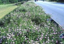 Crown Vetch – Tips For Growing Crown Vetch Crown Vetch
