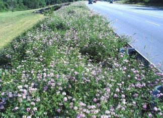 Crown Vetch – Tips For Growing Crown Vetch Crown Vetch