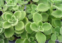 Cuban Oregano: 2 Delicious Recipes To Try Now Cuban Oregano