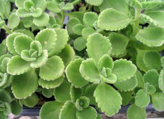 Cuban Oregano: 2 Delicious Recipes To Try Now Cuban Oregano