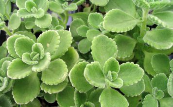 Cuban Oregano: 2 Delicious Recipes To Try Now Cuban Oregano