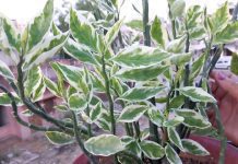 Devils Backbone Plant: Growing Simple As Hell Devils Backbone Plant